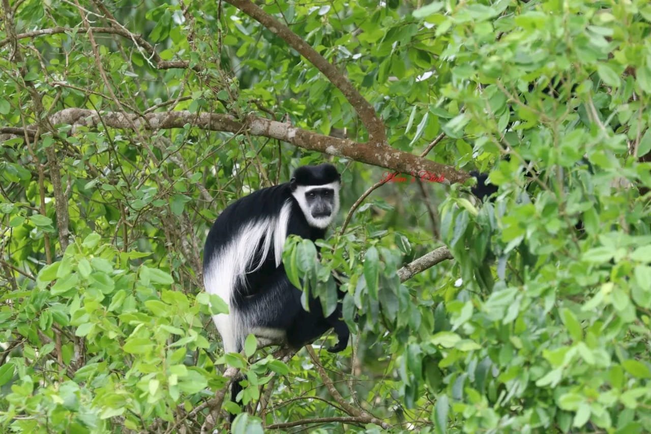 Rwenzori montane forest canopy