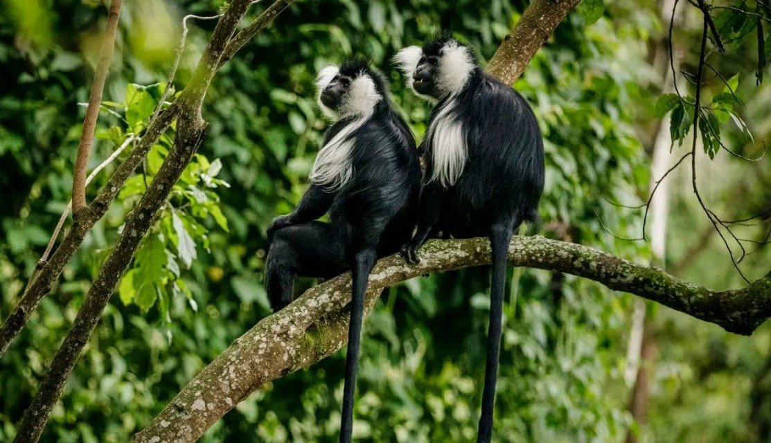 Spot the Rwenzori Colobus Monkey in Uganda