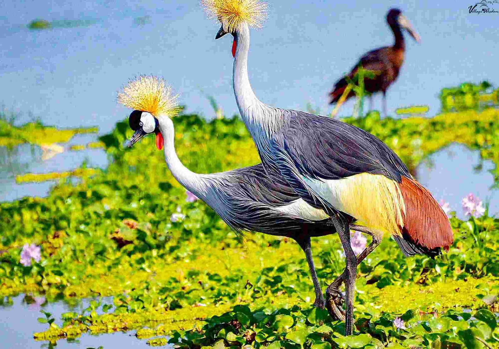 Crested Crane