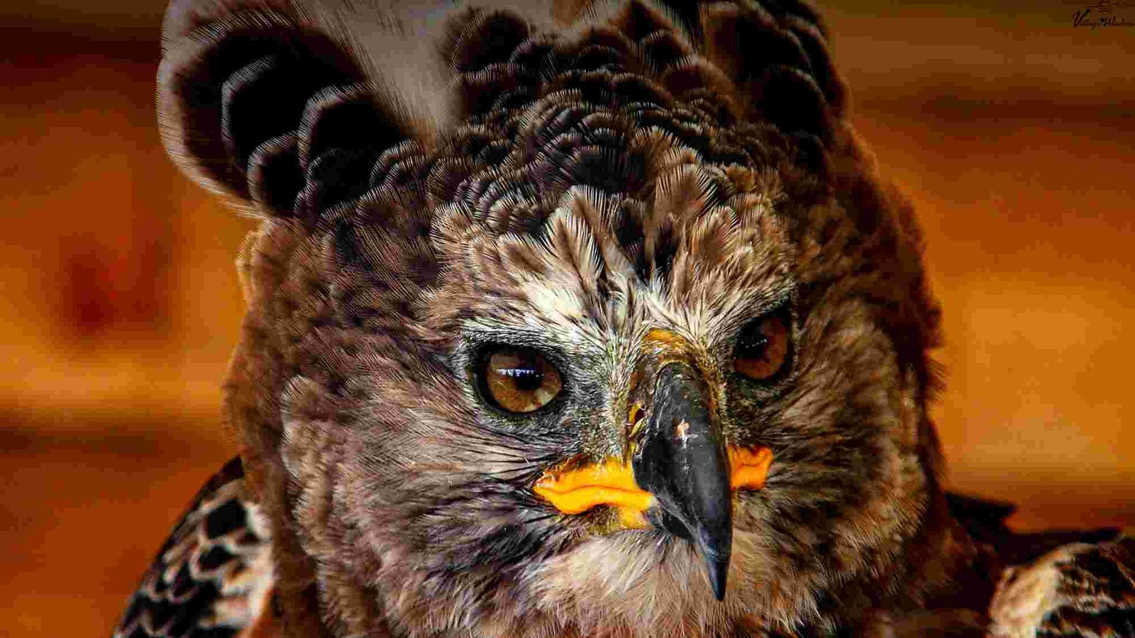 Crowned Eagle