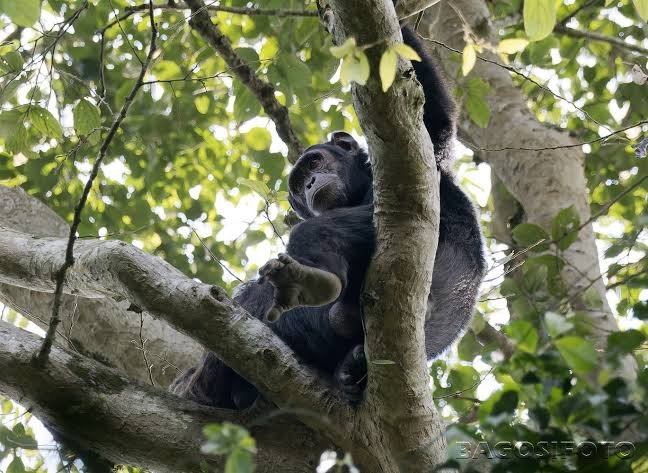 Tracking the Eastern Chimpanzee: Wildlife Guide for Rwenzori Trekkers