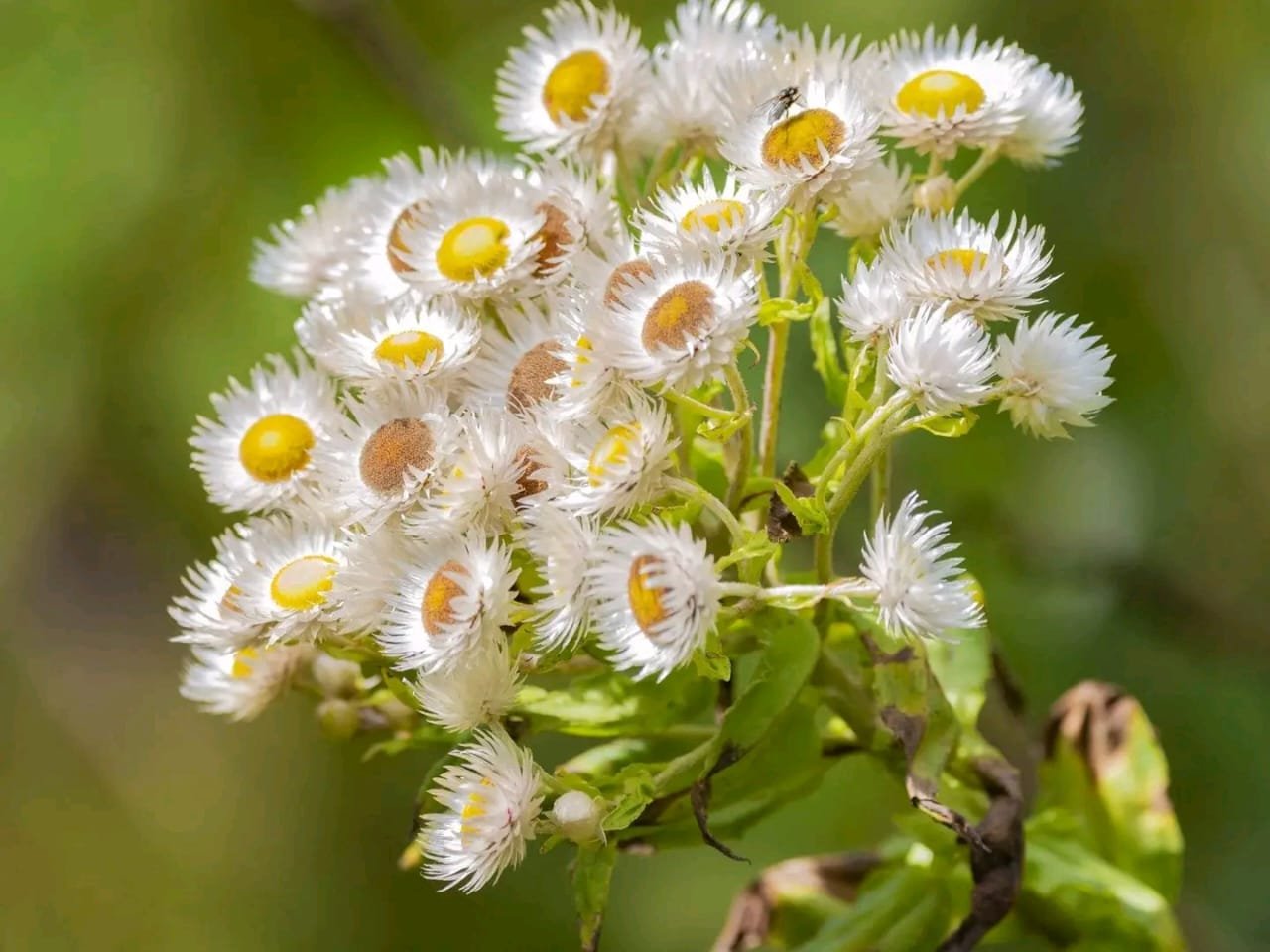 Everlasting Flower: Nature’s Miracle in the Rwenzori