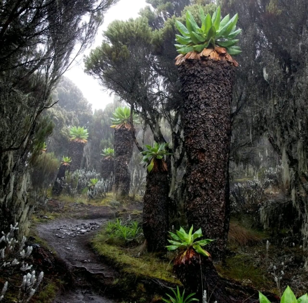 Towering exotic alpine plant