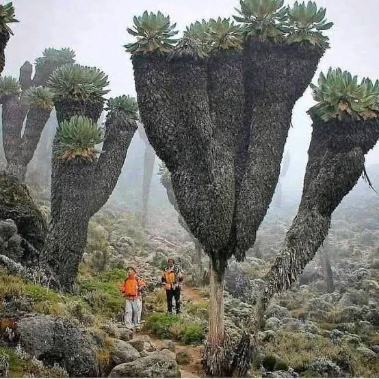 Giant Groundsel: The Prehistoric “Cabbage Trees” of the Rwenzori