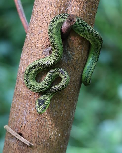 Great Lakes Bush Viper: Facts & Habitat in Uganda