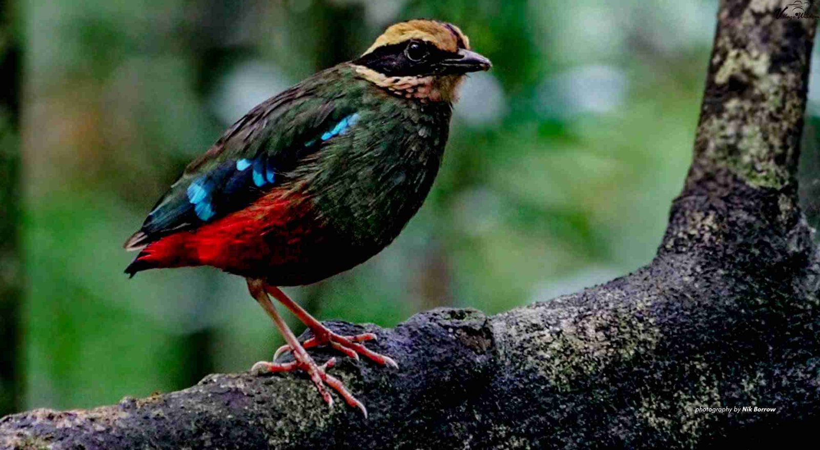 Green-breasted Pitta