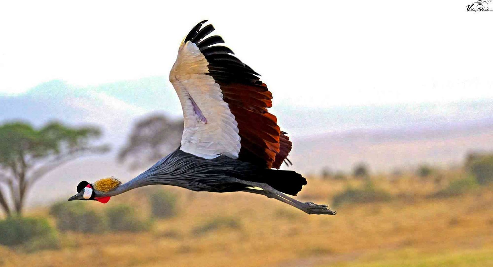 Grey Crowned Crane