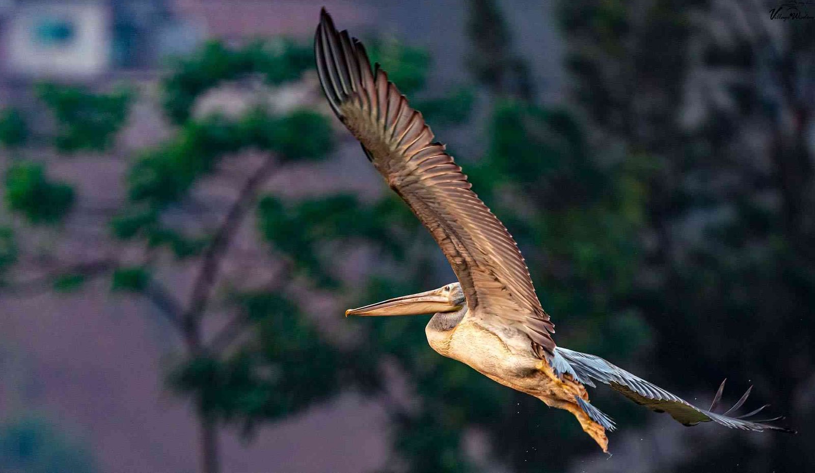 Pink-backed Pelican