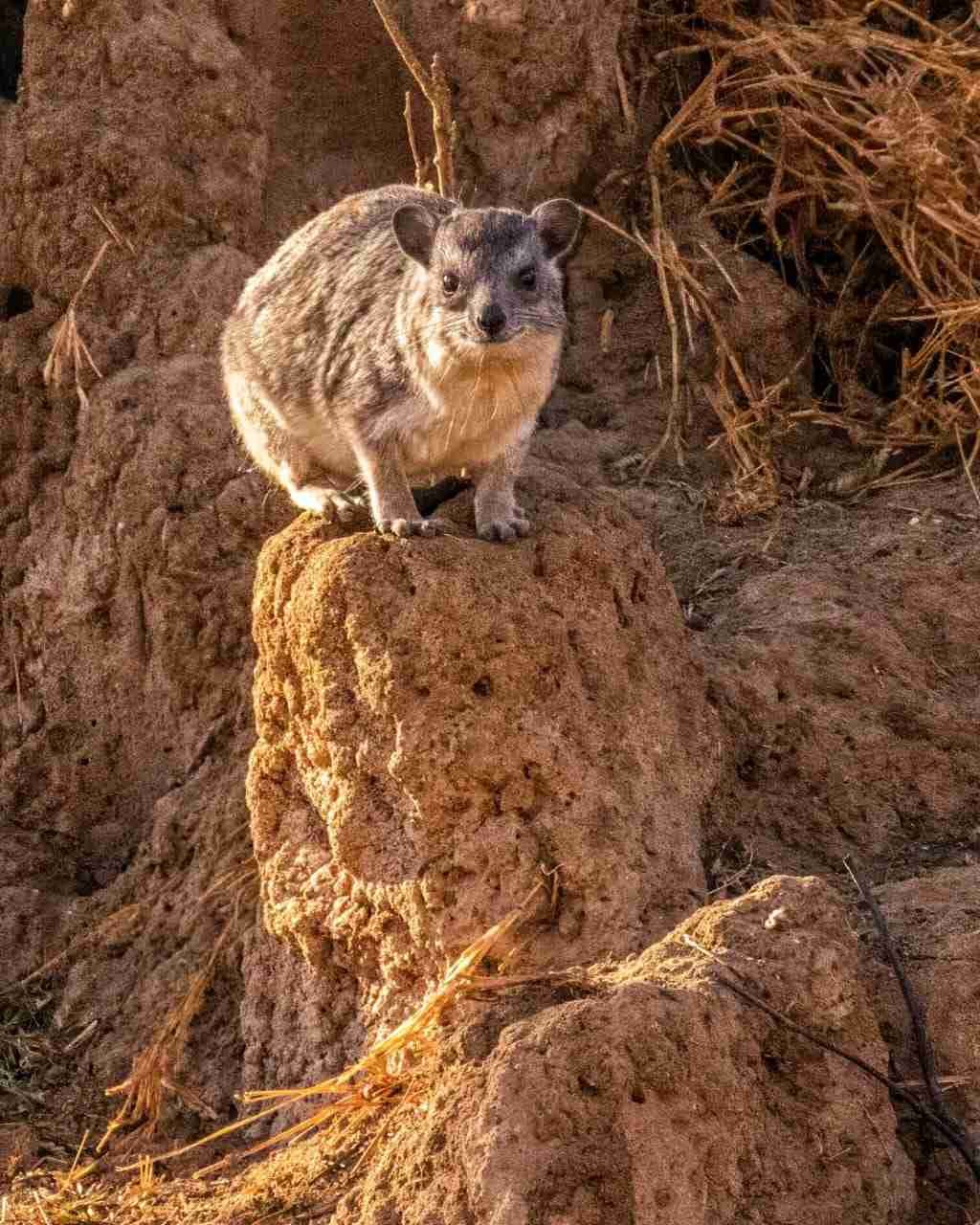 Textured thick fur animal representing the hyrax