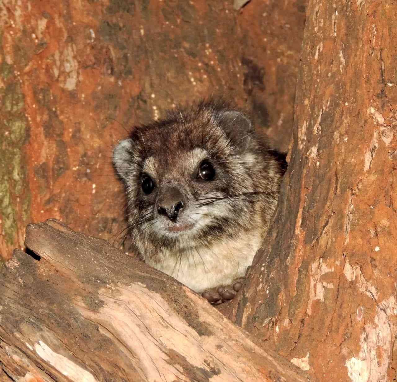 Meet the Rwenzori Tree Hyrax: The Mountains’ Noisiest Resident