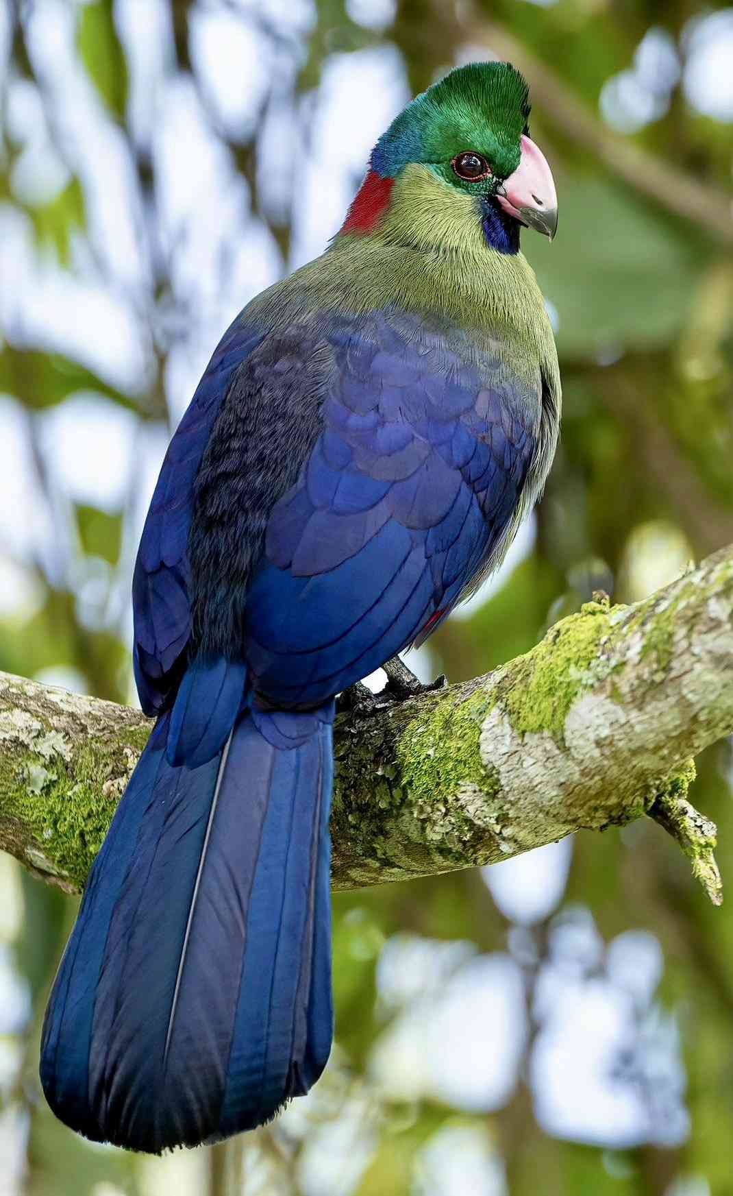Close up of a vibrantly colored bird representing the Turaco