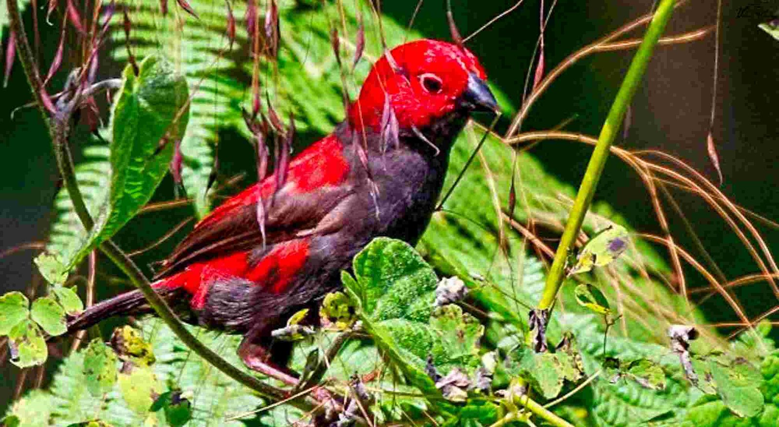Shelley's Crimsonwing