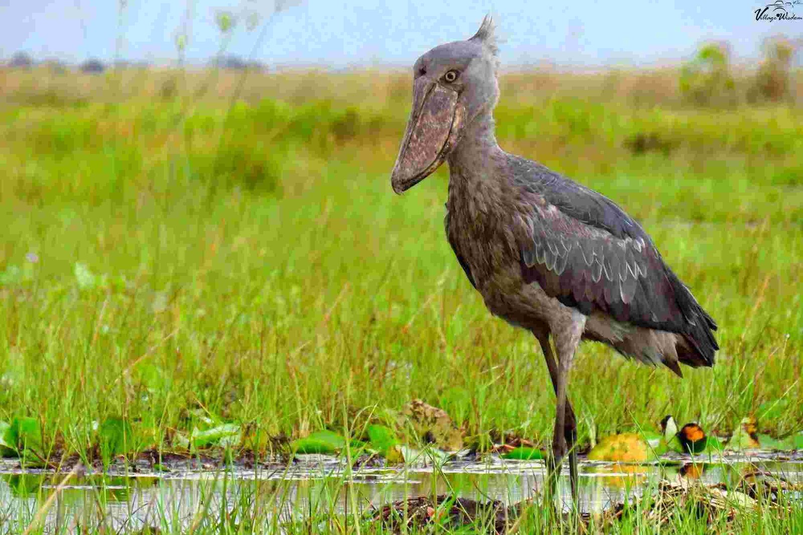 The Winged Wonders of Uganda:13 Birds You Must See